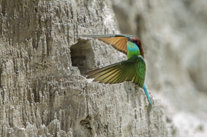 蓝喉蜂虎鸟类图片(8张)