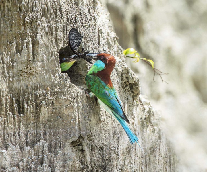蓝喉蜂虎鸟类图片(6张)