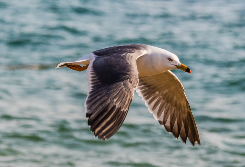 飞舞的海鸥图片(9张)