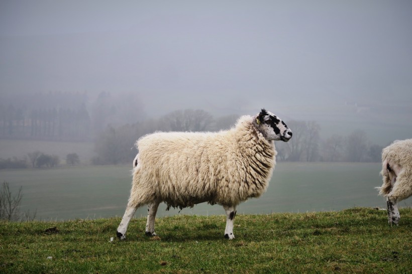 可爱的绵羊图片(11张)