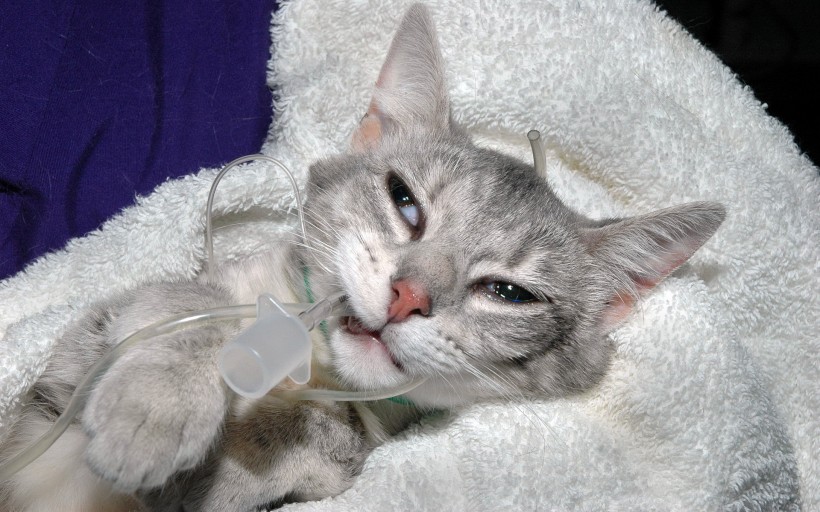 猫咪图片(20张)