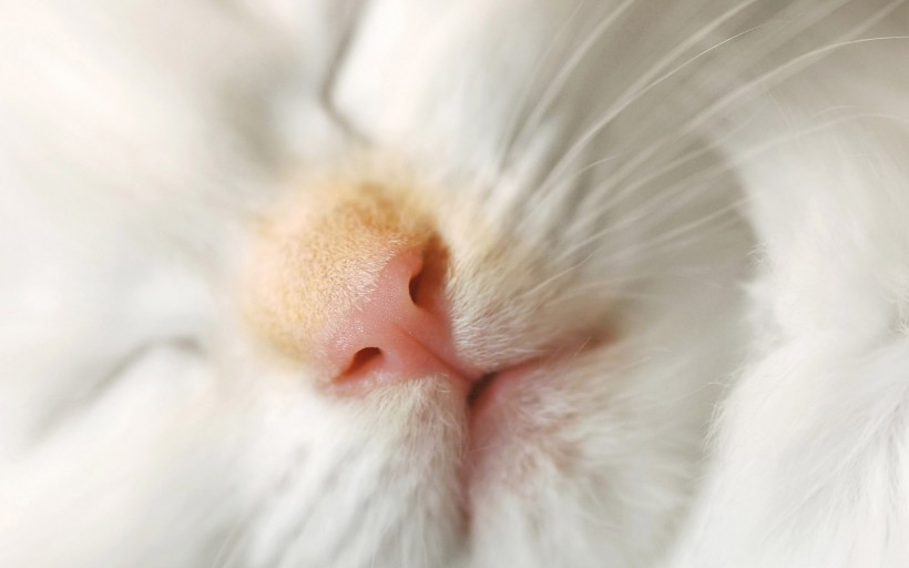 猫咪图片(20张)