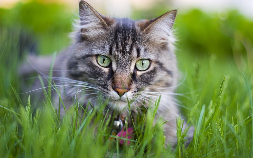 猫咪图片(20张)