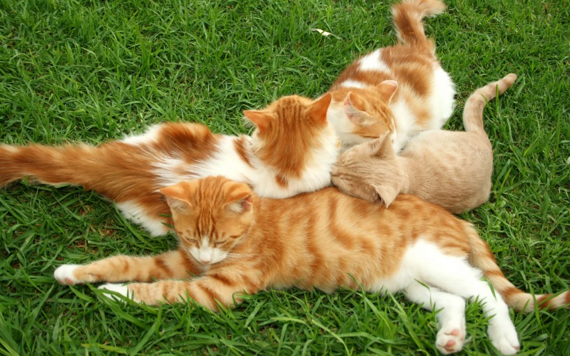 猫咪图片(20张)