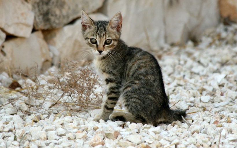 猫咪图片(20张)