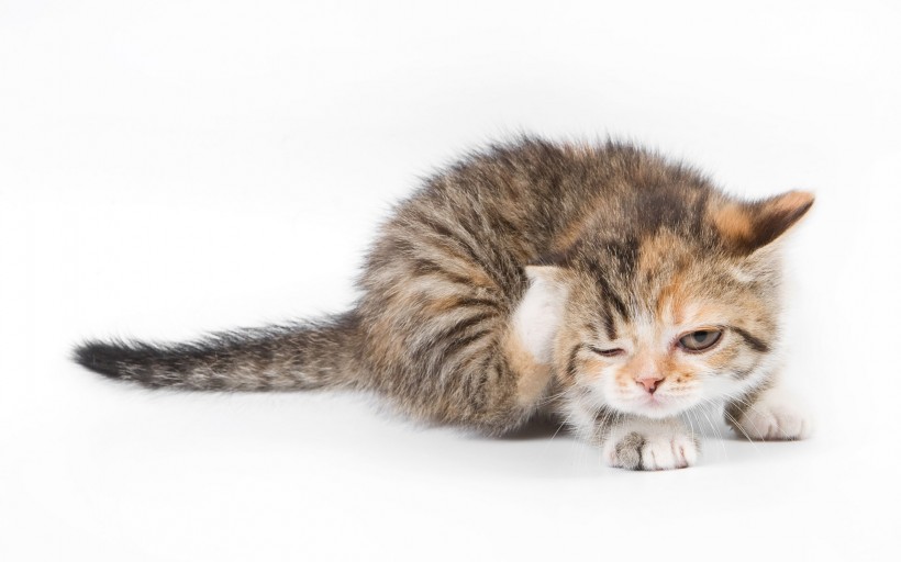 猫咪图片(20张)