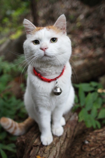 超级憨态可爱的猫叔图片 第一辑(63张)