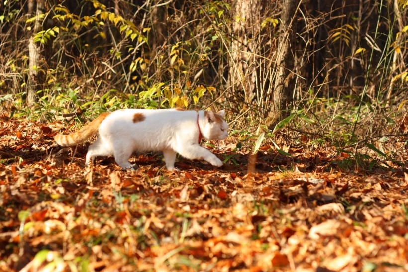 超级憨态可爱的猫叔图片 第一辑(63张)