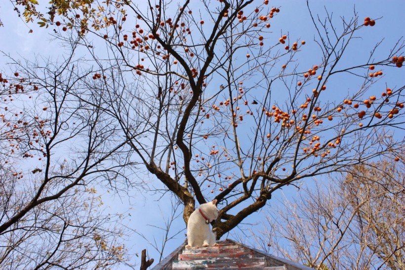 超级憨态可爱的猫叔图片 第一辑(63张)