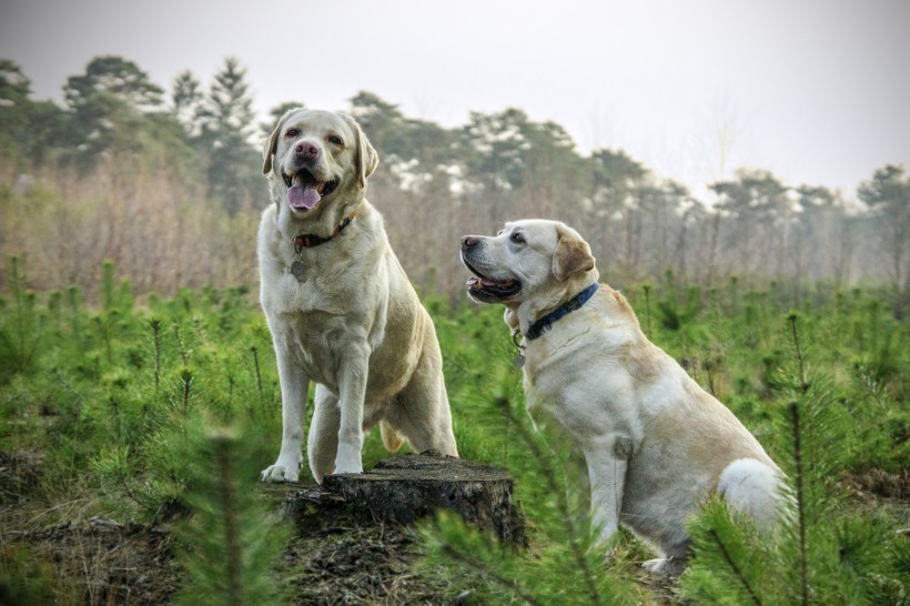 米白色拉布拉多犬图片(10张)
