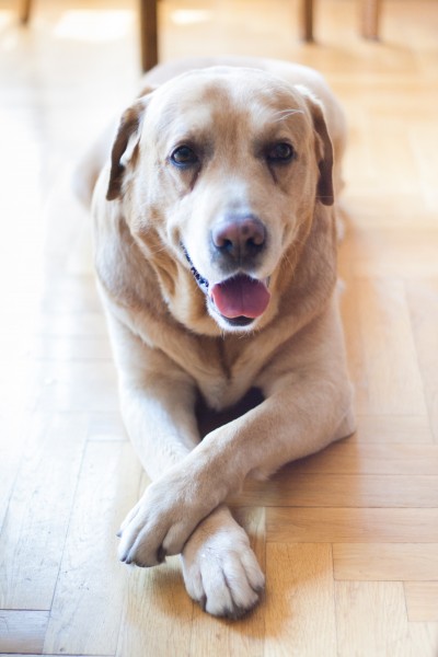 米白色拉布拉多犬图片(10张)