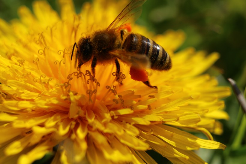 蜜蜂图片(8张)