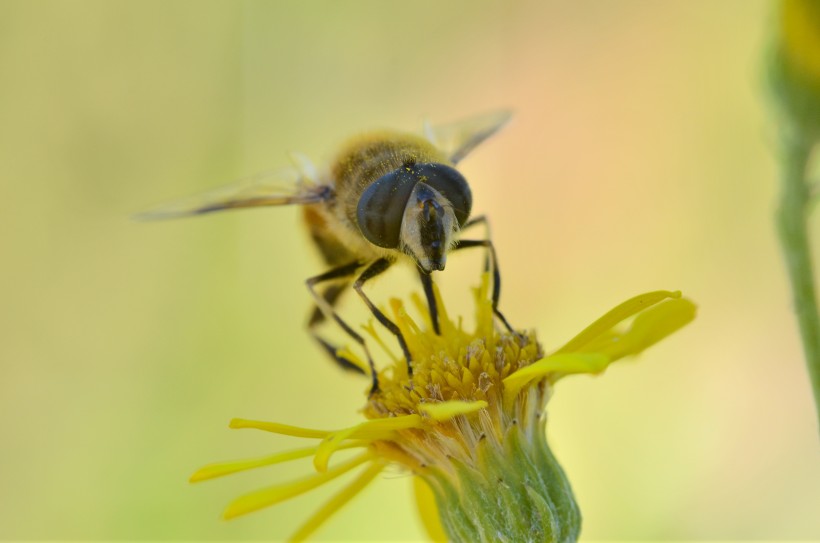 忙碌的小蜜蜂图片(6张)
