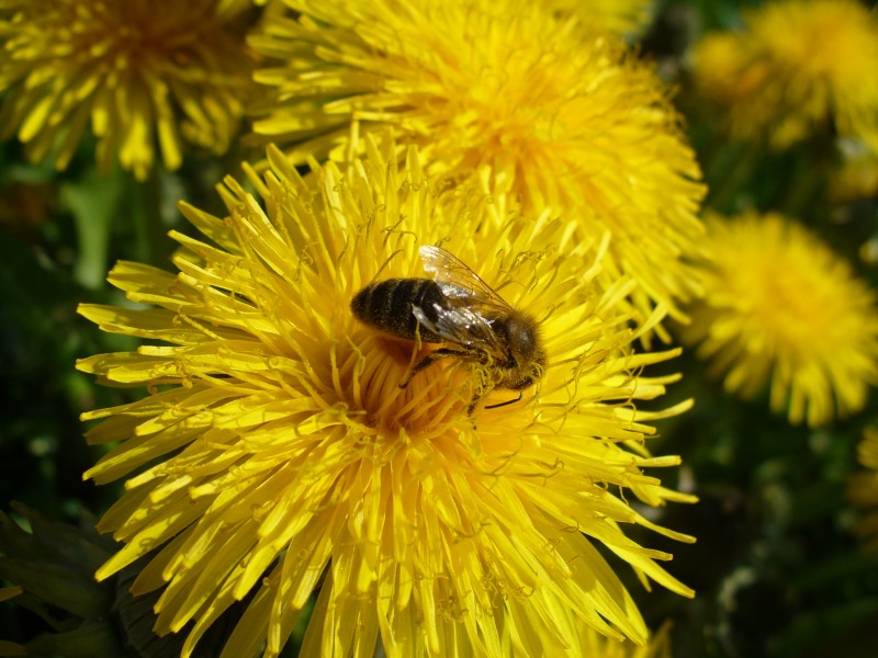 忙碌的小蜜蜂图片(6张)