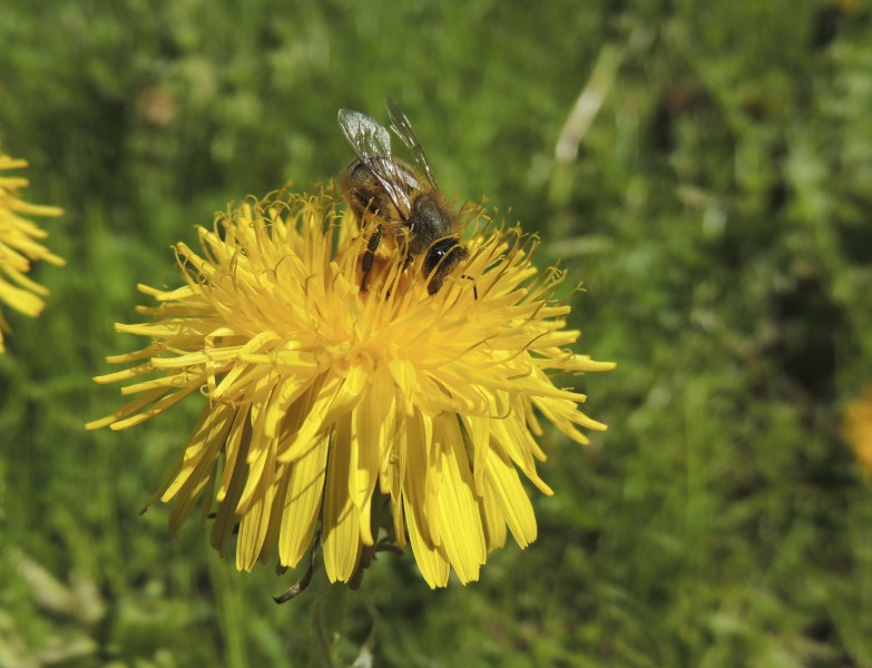 采蜜的小蜜蜂图片(16张)