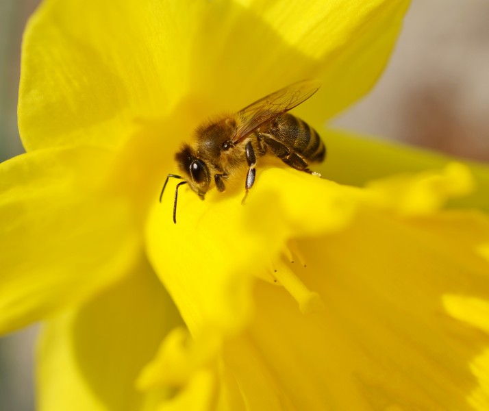 花朵上的小蜜蜂图片(10张)