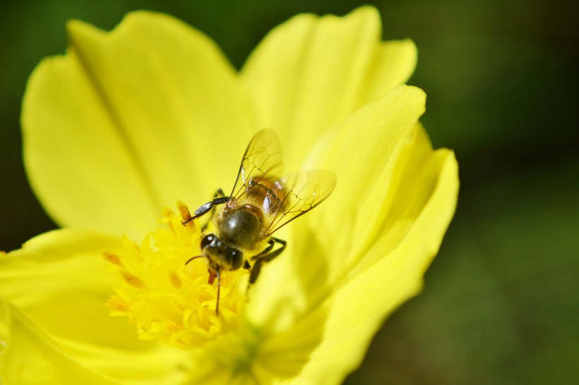 一只采蜜的蜜蜂图片(10张)