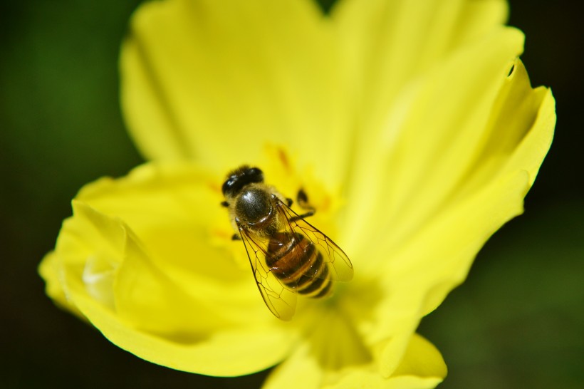 采蜜的小蜜蜂图片(15张)