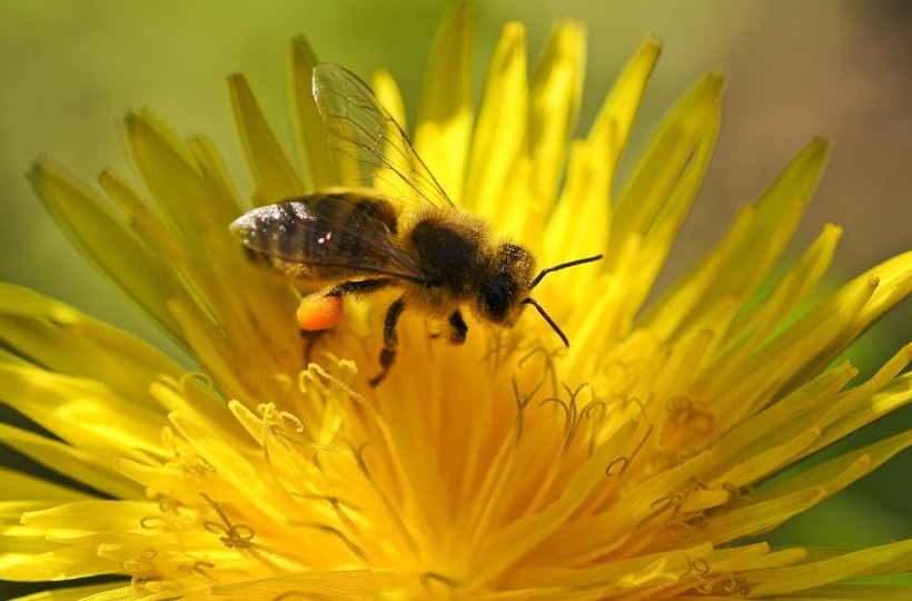 分布密集的蜜蜂图片(12张)