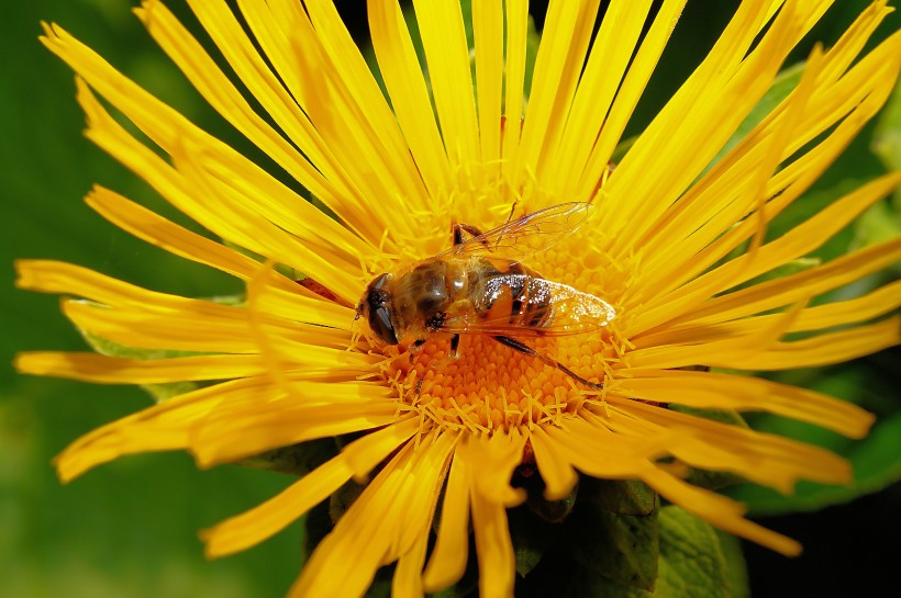 花朵上的小蜜蜂图片(10张)