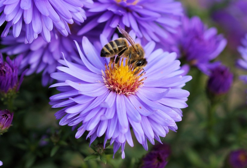 蜜蜂采蜜图片 (8张)
