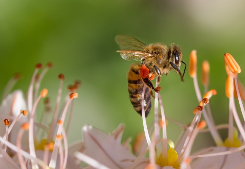 采蜜的蜜蜂高清图片(15张)
