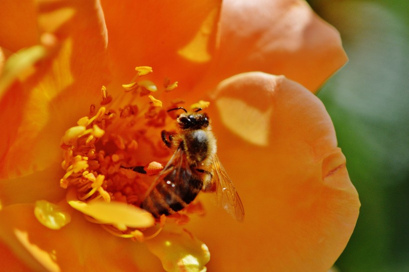 采蜜的蜜蜂高清图片(15张)