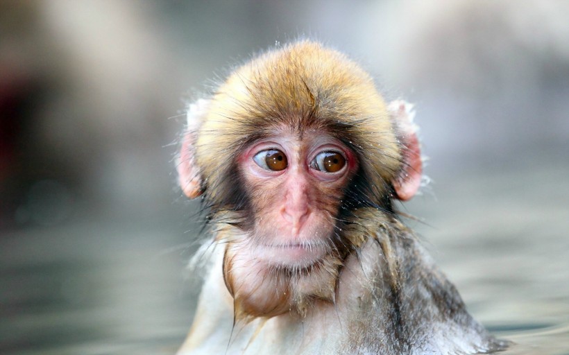 猴子图片(9张)