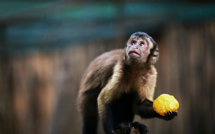 猴子图片(9张)