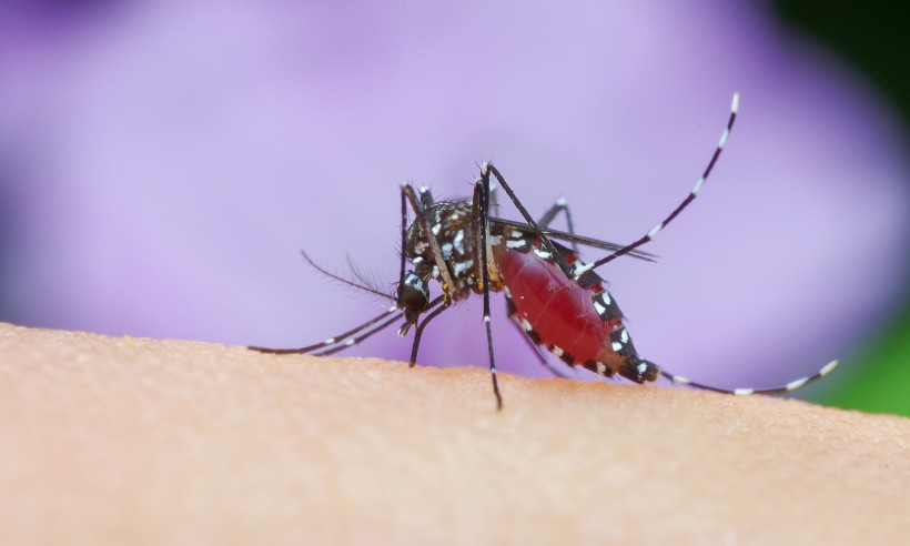 吸血的蚊子图片(8张)