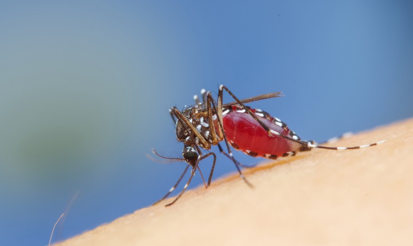 吸血的蚊子图片(8张)
