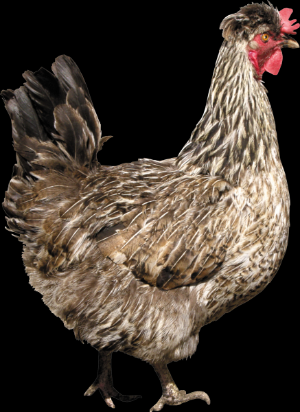 母鸡透明背景PNG图片(17张)