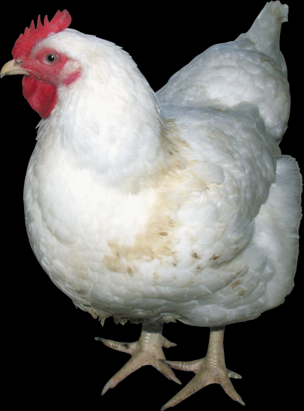母鸡透明背景PNG图片(17张)