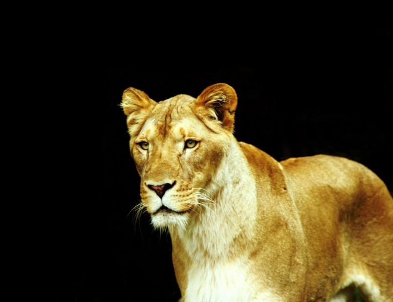 母狮子图片(18张)