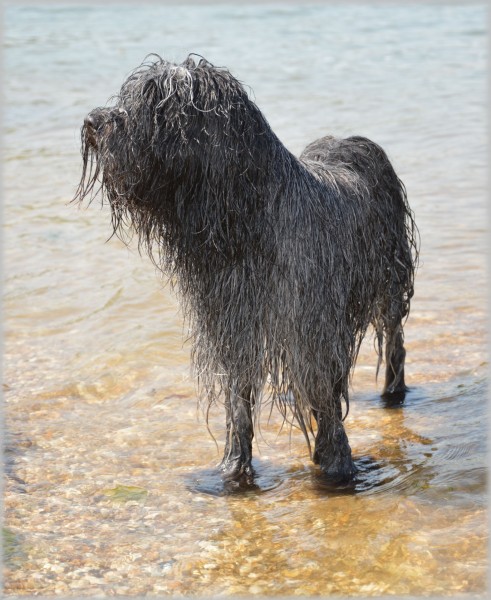 在水中玩耍的牧羊犬图片(10张)