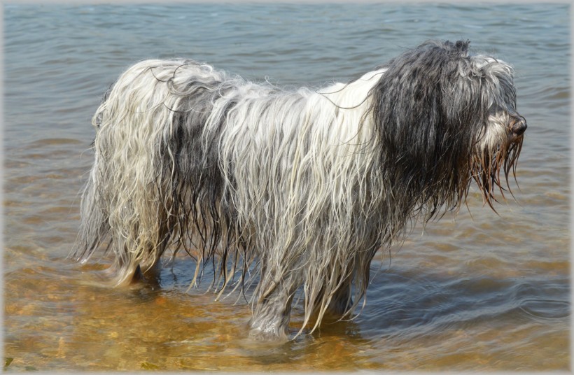 在水中玩耍的牧羊犬图片(10张)