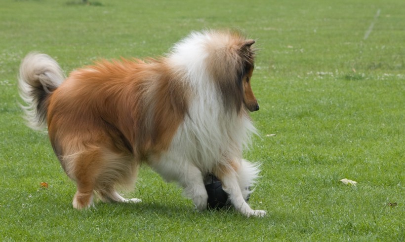 苏牧（苏格兰牧羊犬）图片(18张)