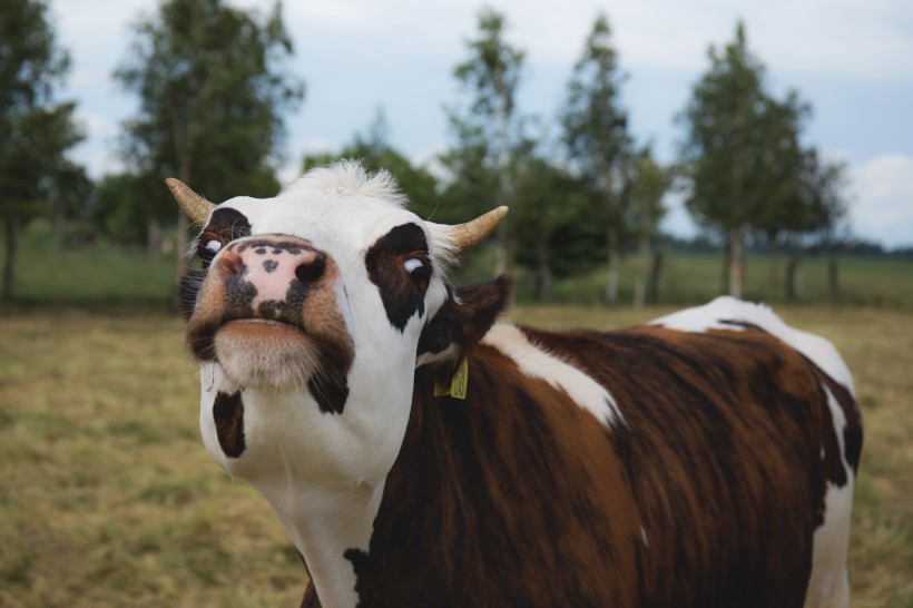 荷兰黑白花奶牛和乳牛图片(19张)