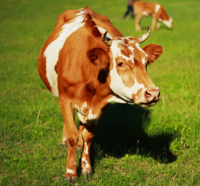 草地上的奶牛图片(11张)