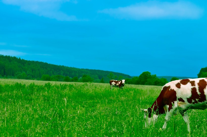 荷兰黑白花奶牛和乳牛图片(19张)