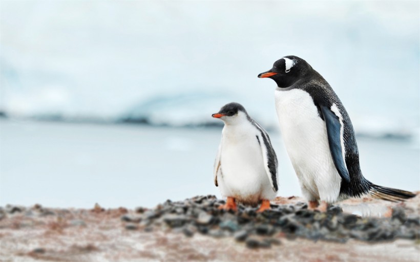 南极企鹅风光图片(15张)