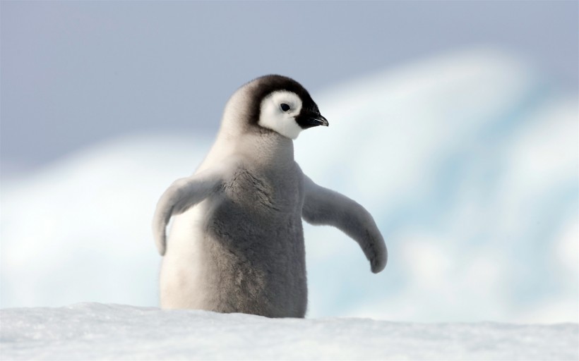 野生动物企鹅图片(15张)