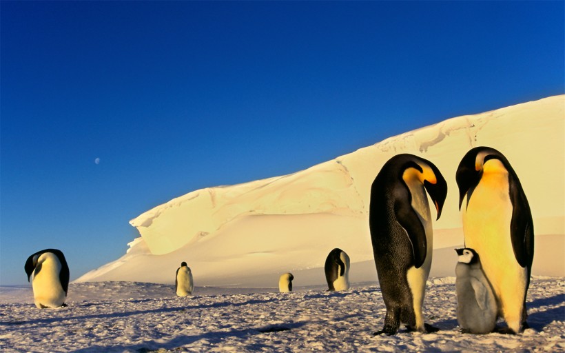 南极企鹅风光图片(15张)