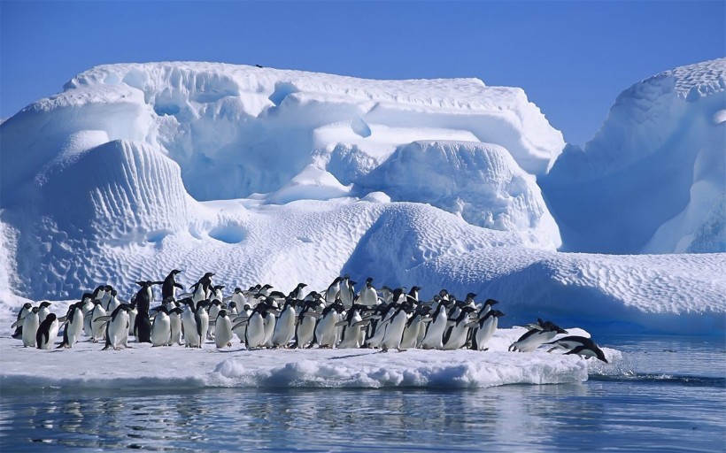 野生动物企鹅图片(15张)