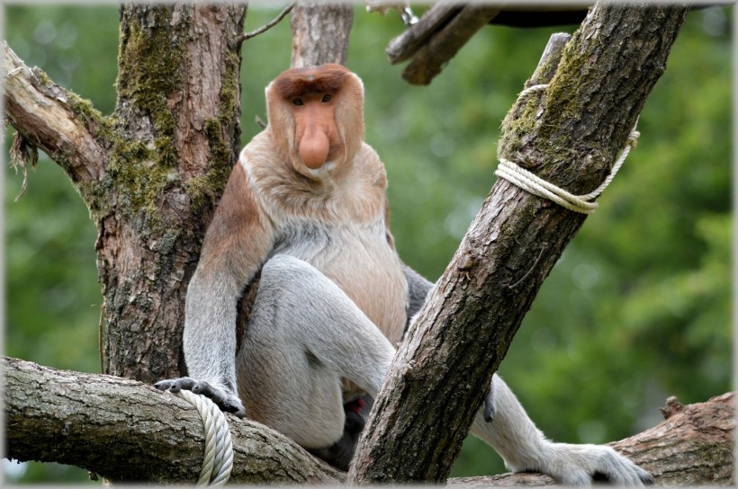 长鼻猴图片(7张)