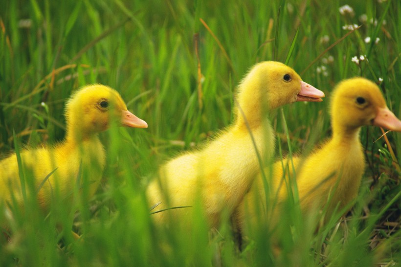 嫩黄色的小鸭子图片(12张)