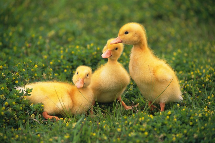 嫩黄色的小鸭子图片(12张)
