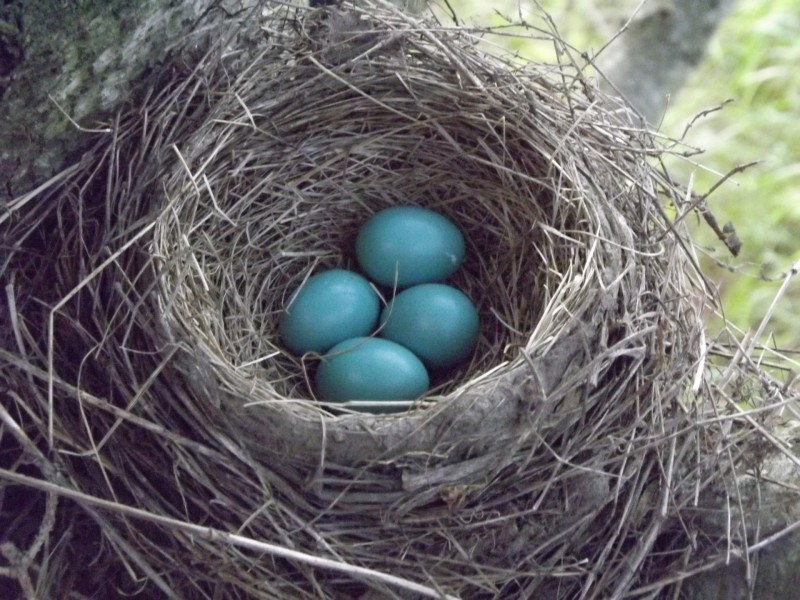 鸟巢中的鸟蛋图片(7张)