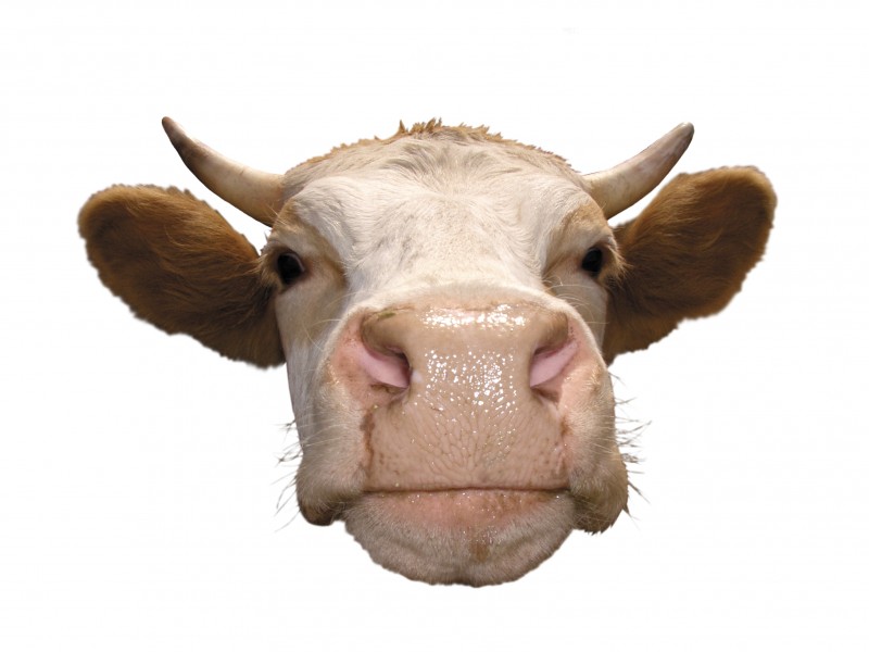牛的头部特写图片(15张)