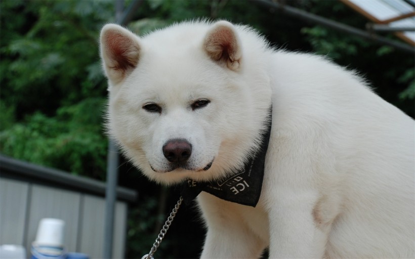 暖萌的秋田犬图片(12张)